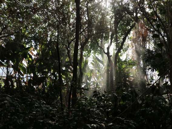 The rainforest underglass at Biosphere 2 receives rain after a 2 month drought.